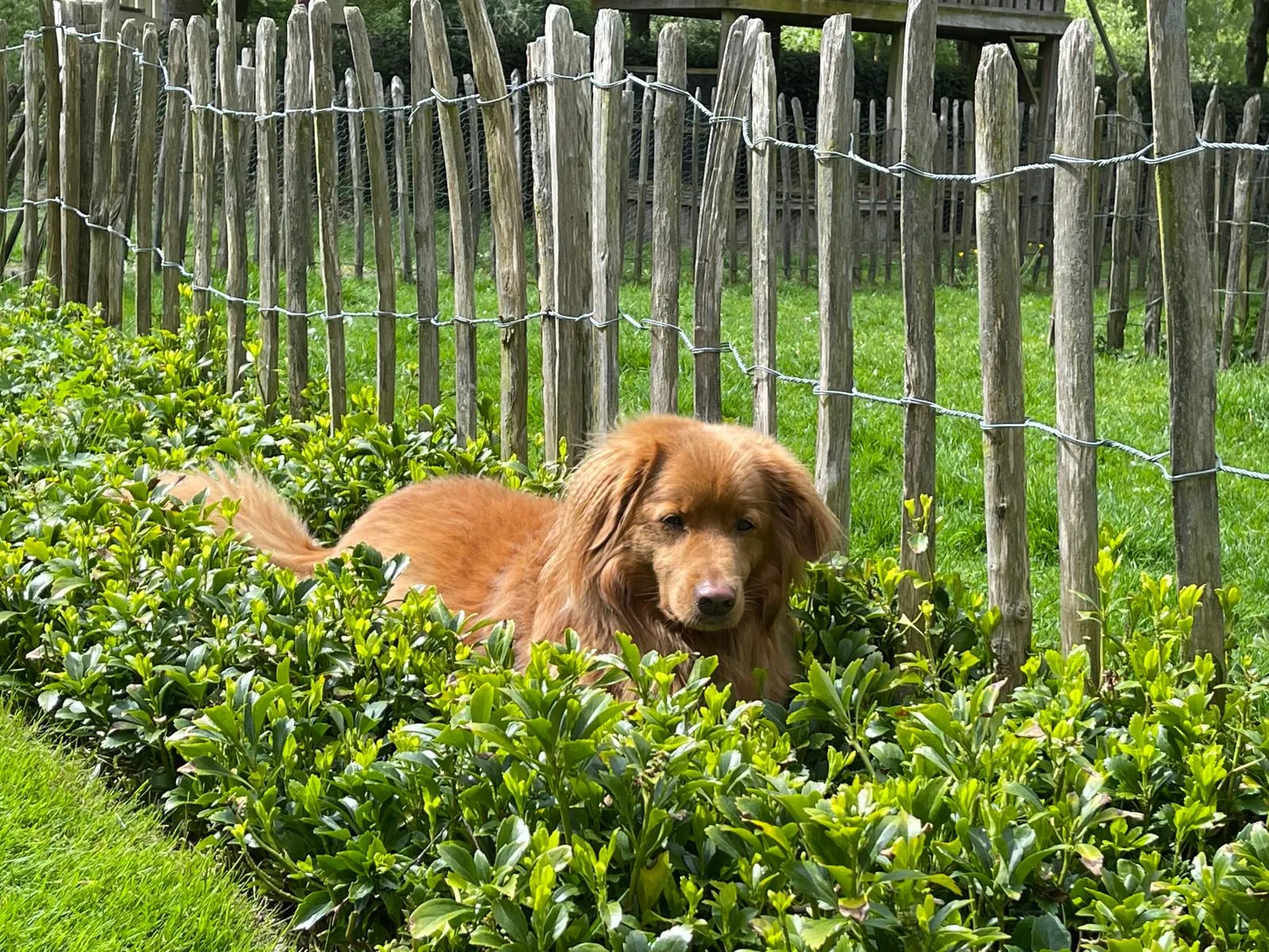 Animal care